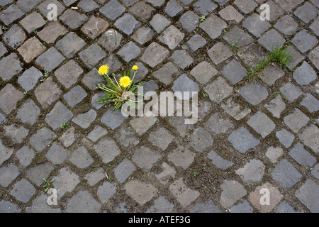 Un pissenlit Taraxacum officinale poussant sur le trottoir au milieu de la ville Banque D'Images