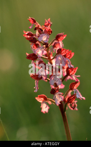 Lady Orchid Banque D'Images