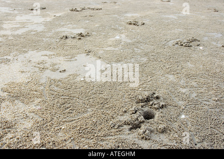 Un trou de crabe entouré par de minuscules boules de sable créé par bulle de sable Crabe dans Terengganu, Malaisie. Banque D'Images