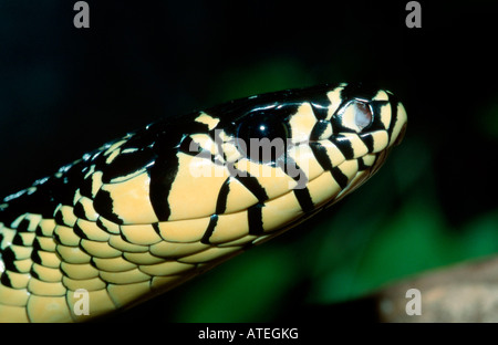 Serpent Poulet Tropical Banque D'Images