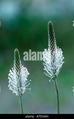 Plantain intermédiaire Banque D'Images