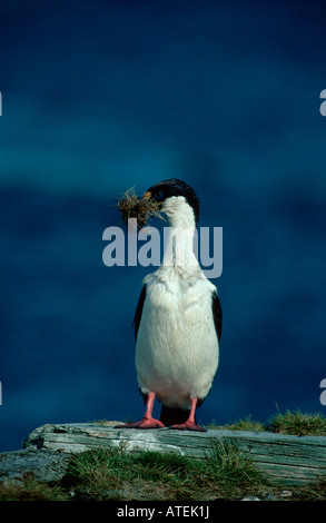 King King / Cormorant Shag Banque D'Images