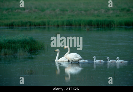 Cygne chanteur Banque D'Images