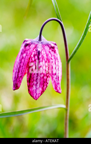 Snakeshead fritillary, Fritillaria meleagris, tête du serpent fritillary serpents head fritillary Banque D'Images