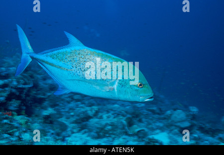 Kingfish Thon Thon Carangue / Blauflossen-Makrele / Banque D'Images