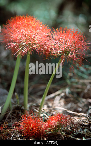 Boule de sang / Lily Lily Banque D'Images