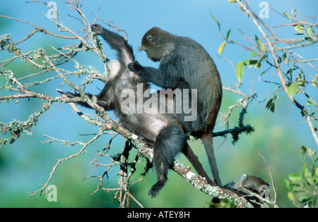 Singe Singe bleu / Diademed Banque D'Images