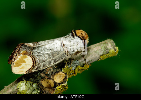 Astuce Phalera bucephala Buff au repos on twig potton bedfordshire Banque D'Images