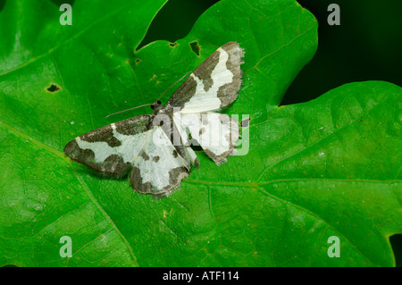 Lomaspilis marginata frontière trouble au repos sur leaf bedfordshire potton Banque D'Images