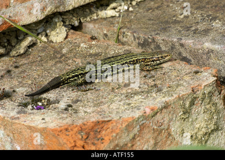 Lézard Lacerta vivipara commun profitant de soleil sur vieille brique bedfordshire potton Banque D'Images