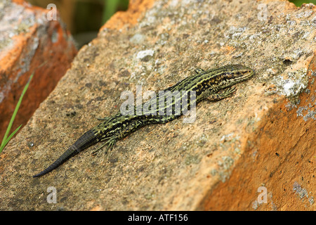 Lézard Lacerta vivipara commun profitant de soleil sur vieille brique bedfordshire potton Banque D'Images