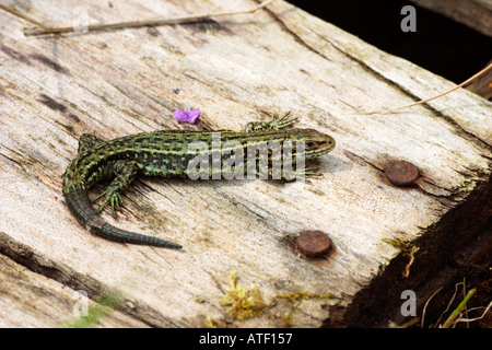 Lézard Lacerta vivipara commun en pèlerin de soleil pour réchauffer le vieux potton palettes bedfordshire Banque D'Images