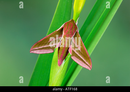 Deilephila elpenor éléphant Hawk moth au repos sur l'eau potton iris bedfordshire Banque D'Images