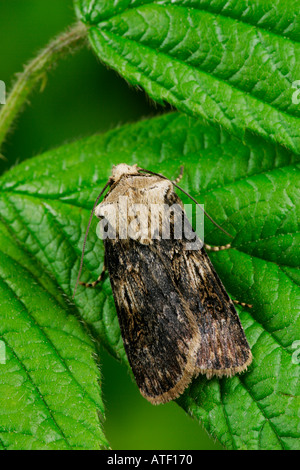 Dart en forme de navette Agrotis puta au repos sur bramble leaf bedfordshire potton Banque D'Images
