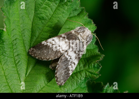 Drymonia ruficornis marron marbré lunaire au repos sur leaf bedfordshire potton Banque D'Images