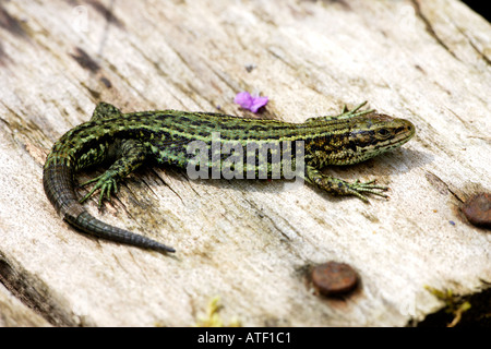 Lézard Lacerta vivipara commun op sur palette réchauffement ancien potton bedfordshire Banque D'Images