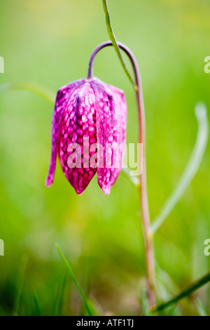 Snakeshead fritillary, Fritillaria meleagris, tête du serpent fritillary serpents head fritillary Banque D'Images