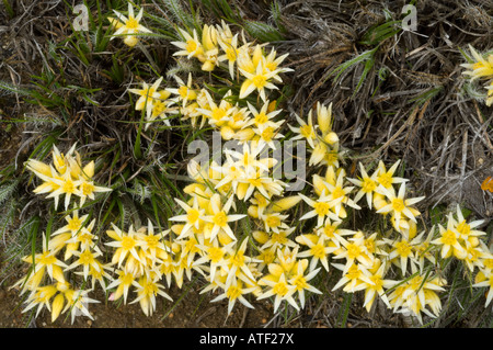 Cottonhead verticillée (Conostylis setigera) errance floraison Septembre Australie Occidentale forestiers Banque D'Images