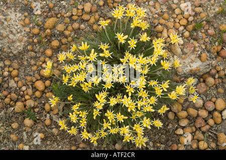 Cottonhead hérissés Conostylis setigera forestiers errance floraison septembre l'Australie Occidentale Banque D'Images