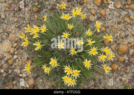 Cottonhead verticillée (Conostylis setigera) fleurs des bois d'errance l'ouest de l'Australie Septembre Banque D'Images