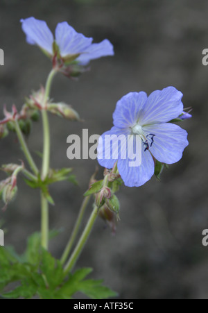 Geranium pratense Mrs Kendall Clark Banque D'Images