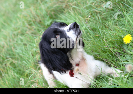 English Springer Spaniel sitting in grass field avec pissenlits jaunes looking up Banque D'Images