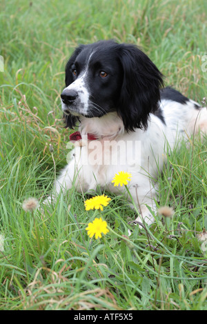 English Springer Spaniel sitting in grass field avec pissenlits jaunes Banque D'Images