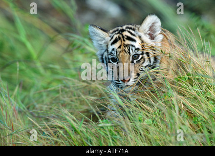 Bengal Tiger Cub dans l'herbe du modèle de la faune Banque D'Images