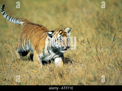 Bengal Tiger Cub s'exécutant dans le modèle de la faune d'herbe Banque D'Images