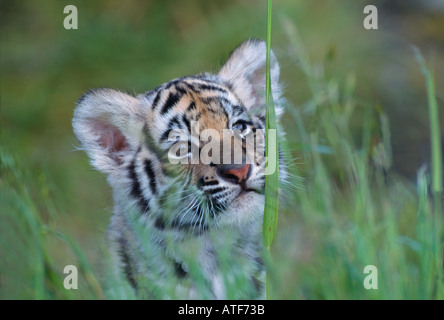 Bengal Tiger Cub dans l'herbe du modèle de la faune Banque D'Images