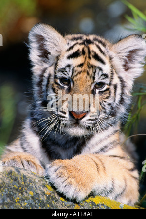 Bengal Tiger Cub modèle de la faune Banque D'Images