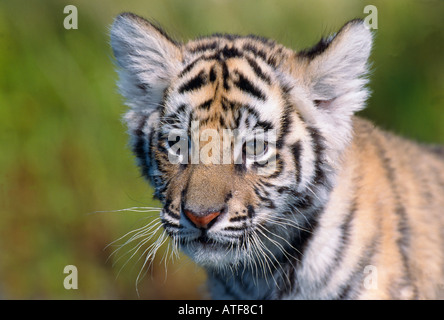 Bengal Tiger Cub dans l'herbe du modèle de la faune Banque D'Images