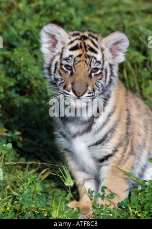 Bengal Tiger Cub dans l'herbe du modèle de la faune Banque D'Images