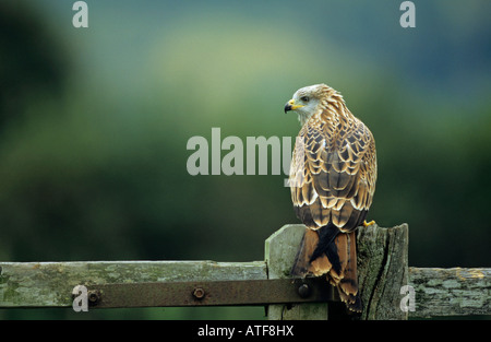 Red Kite perché sur un poste de porte au Pays de Galles UK Europe Banque D'Images