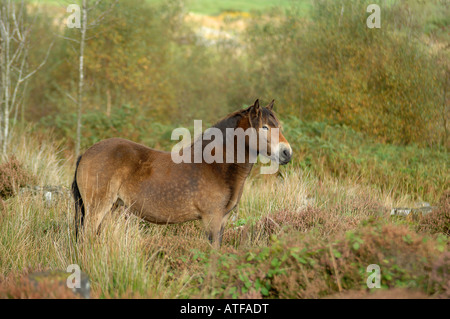 Poneys au Stiperstones Exmoor National Nature Reserve Shropshire en Angleterre Banque D'Images