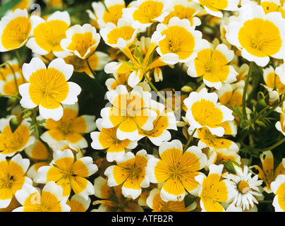 Œufs pochés fleurs Banque D'Images