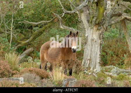 Poneys au Stiperstones Exmoor National Nature Reserve Shropshire en Angleterre Banque D'Images