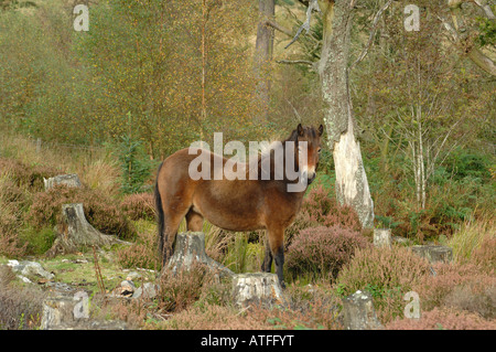 Poneys au Stiperstones Exmoor National Nature Reserve Shropshire en Angleterre Banque D'Images