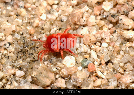 Acarien Trombidium sp Namibie velours Banque D'Images