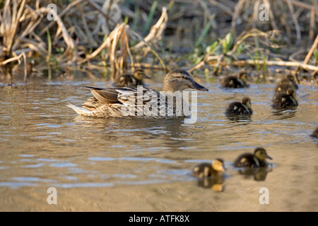 Canard colvert Anas platyrhynchos femme nager avec un groupe de canetons en Angleterre Banque D'Images