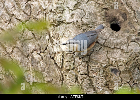Sittelle torchepot Sitta europaea au nid avec les jeunes dans l'établissement Oak tree Hampshire Angleterre Banque D'Images