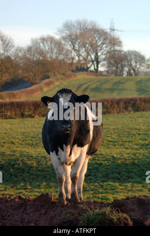 Une vache de race Frisonne debout dans un champ, situé dans le Staffordshire, Angleterre de campagne Banque D'Images