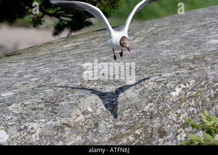 Mouette taking off Banque D'Images