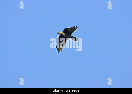 Western jackdaw Corvus monedula en vol Ringwood Hampshire Angleterre Banque D'Images