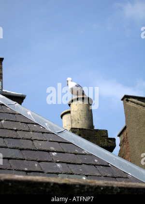 Seagull perché sur chimney pot de propriété de bord Banque D'Images