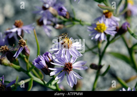 Hoverfly sur aster de mer Banque D'Images