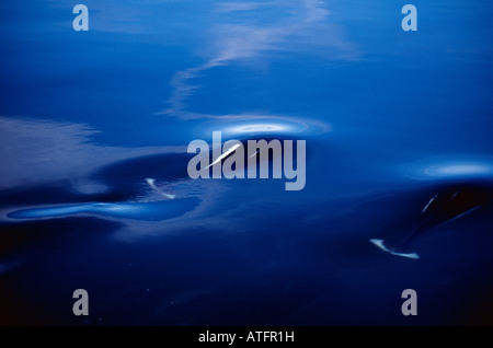 Dalls marsouins (Phocoenoides dalli) au large de l'île de Vancouver British Columbia Canada Banque D'Images