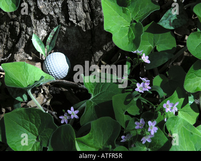 Balle de Golf dans la région de Woods / rugueux - fleurs sauvages Banque D'Images