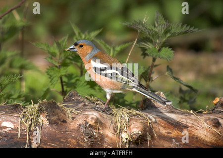 Chaffinch Fringilla coelebs mâle on log Banque D'Images