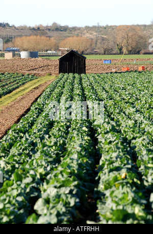 Les verts de printemps récolte à Offenham, Vale of Evesham, Worcestershire, Angleterre, RU Banque D'Images